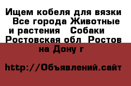 Ищем кобеля для вязки - Все города Животные и растения » Собаки   . Ростовская обл.,Ростов-на-Дону г.